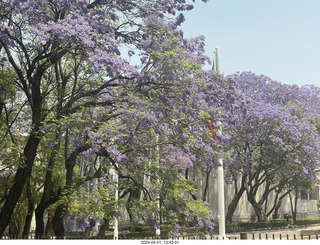 49 a24. Mexico City - Coyoacan - jacaranda trees