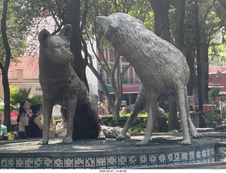 61 a24. Mexico City - Coyoacan - coyotes fountain