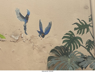 26 a24. San Miguel de Allende- birds on wall