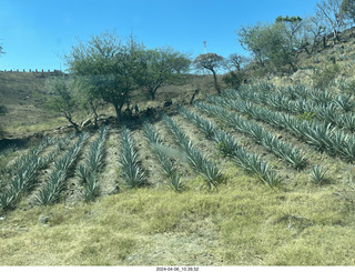 Jose Cuerto train to Tequlia - drink on the train