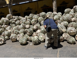 105 a24. town of Tequila tour  - how they make tequila