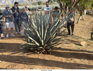 207 a24. harvesting stop - agave plant