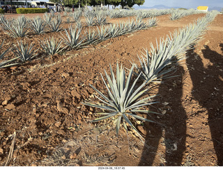 town of Tequila - Jose Cuervo Forum - musicians and dancers