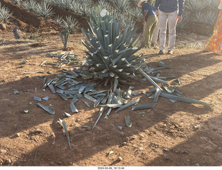 213 a24. harvesting stop - harvesting agave plant