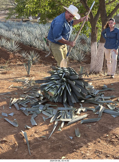 215 a24. harvesting stop - harvesting agave plant