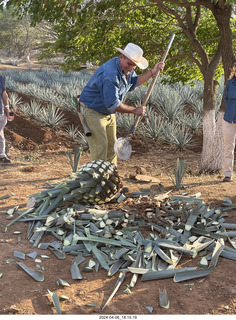 harvesting stop - harvesting agave plant