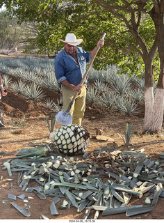 218 a24. harvesting stop - harvesting agave plant