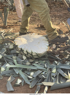 222 a24. harvesting stop - harvesting agave plant