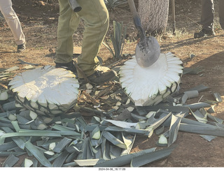 223 a24. harvesting stop - harvesting agave plant