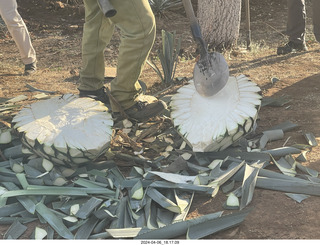 harvesting stop - harvesting agave plant