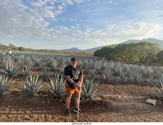 harvesting stop - harvesting agave plant