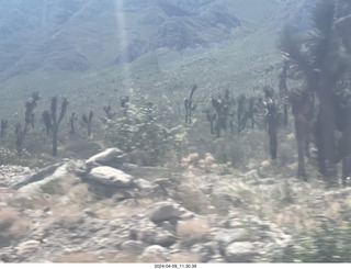 drive from Torreon to Monterrey- cool cactus-style trees