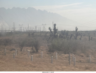 drive from Torreon to Monterrey- cool cactus-style trees
