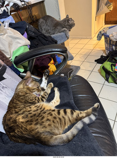 123 a2j. guest cats Potato and Pickle