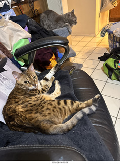 124 a2j. guest cats Potato and Pickle