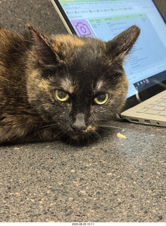 Vet visit (Krista Gibson) - Miss Pris