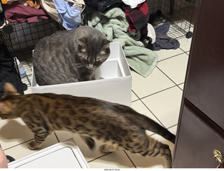 125 a2l. Potato in a box with Pickle