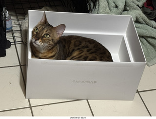 Adam and cats Devin and Pickle