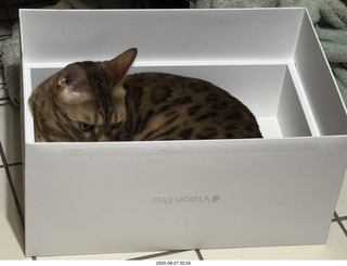 Adam and cats Devin and Pickle