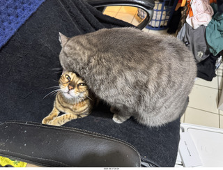 126 a2l. Pickle and Potato