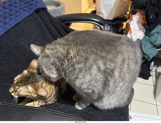 128 a2l. Pickle and Potato