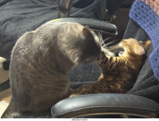 129 a2l. Potato and Pickle