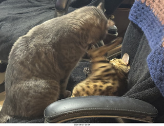 130 a2l. Potato and Pickle