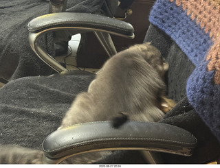 131 a2l. Potato and Pickle