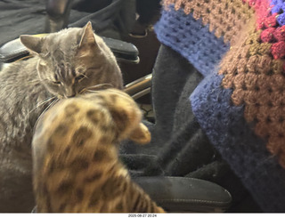 132 a2l. Potato and Pickle