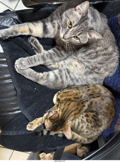 133 a2l. Potato and Pickle