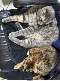 134 a2l. Potato and Pickle