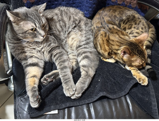 135 a2l. Potato and Pickle