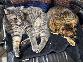 136 a2l. Potato and Pickle