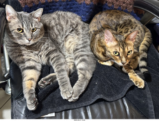 137 a2l. Potato and Pickle