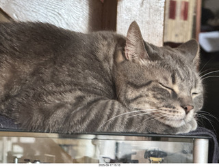 cat Potato atop my Transcriptor turntable