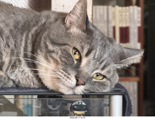 cat Potato atop my Transcriptor turntable