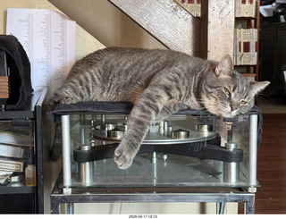 cat Potato atop my Transcriptor turntable