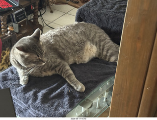 cat Potato atop my Transcriptor turntable