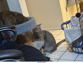 cats Potato and Pickle