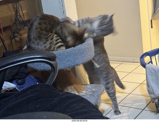 cats Potato and Pickle