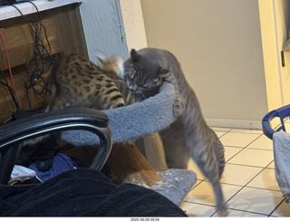 cats Potato and Pickle