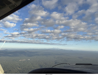 cats Potato and Pickle