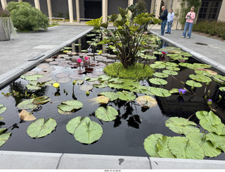 474 a2n. Longwood Gardens - water lilies