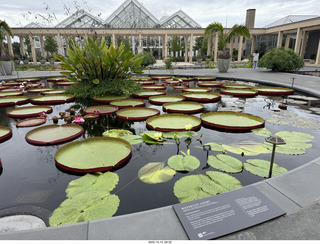 475 a2n. Longwood Gardens - water lilies