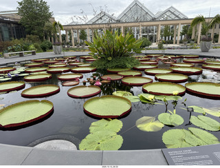 476 a2n. Longwood Gardens - water lilies