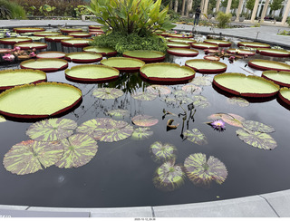 479 a2n. Longwood Gardens - water lilies