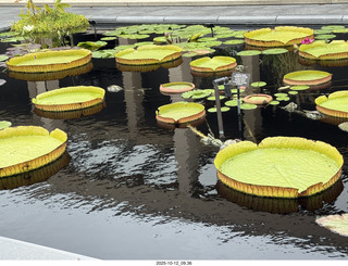 481 a2n. Longwood Gardens - water lilies