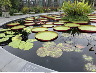 482 a2n. Longwood Gardens - water lilies