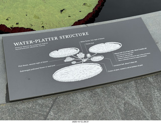 483 a2n. Longwood Gardens - water lilies
