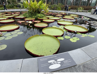 484 a2n. Longwood Gardens - water lilies